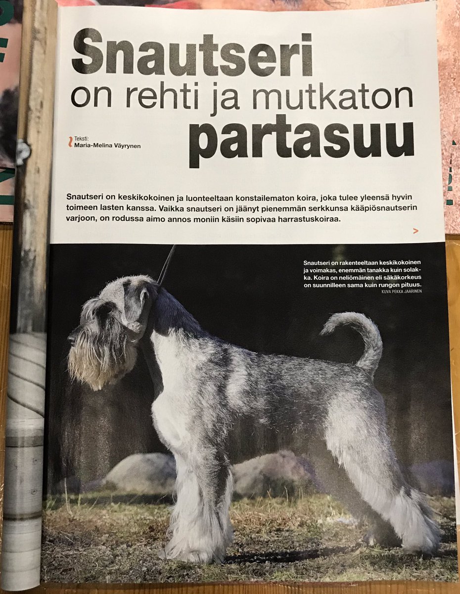 EJaarinen's tweet photo. Tämä #rehti ja #mutkaton #partasuu on mun koira Boston❤️. Hän on myös seuraavassa Koiramme-lehdessä #snautseri’en rotuesittelyssä mallina 😍 @kennelliitto #koiramme #ferdinanprinzezandrian https://t.co/wzWlqF6rg8
