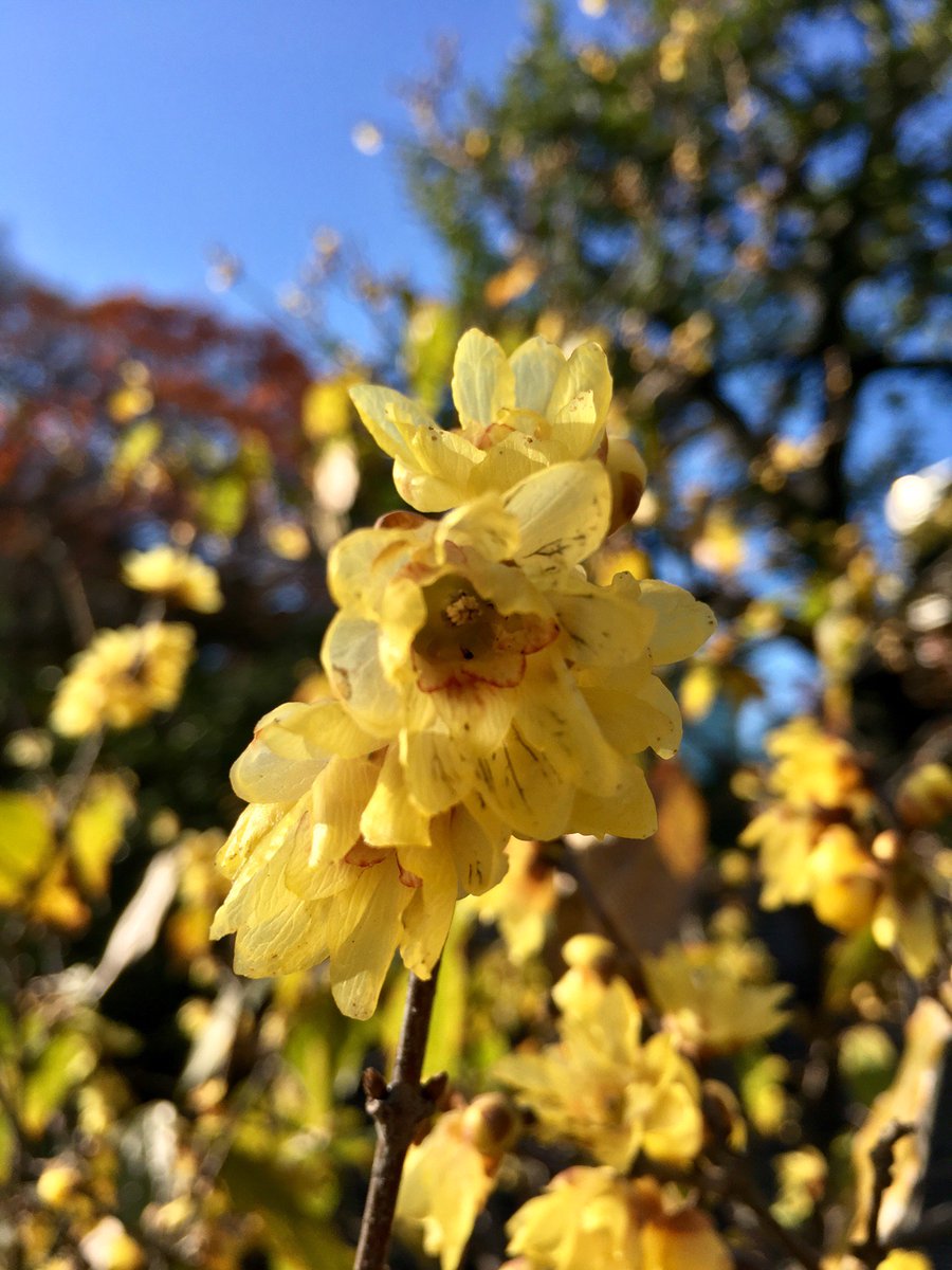 浜離宮恩賜庭園 皆さんは ロウバイ 蝋梅 を ウメ 梅 の一種だと思っていませんか 寒い時期に咲き 香りがするなど類似点がありますが 両者は全く系統の違う植物なのです 紅梅 や 白梅 などのウメが咲く前に ぜひロウバイの可憐な黄色い