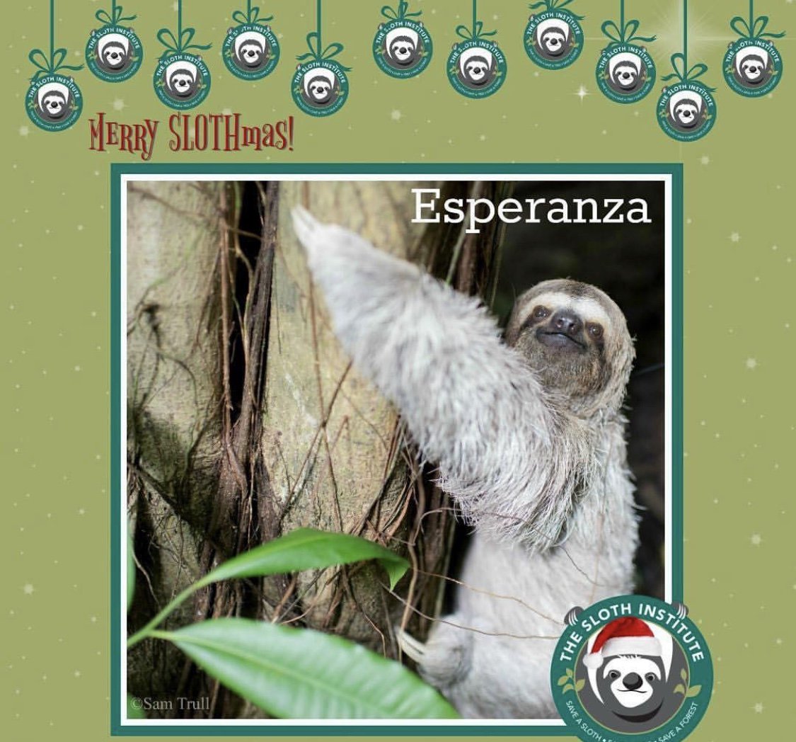 slothinstitute's tweet image. Starting our twelve days of #slothmas with Esperanza! Her wish is to end the sloth trade! Help by symbolically adopting a #sloth or donating today!