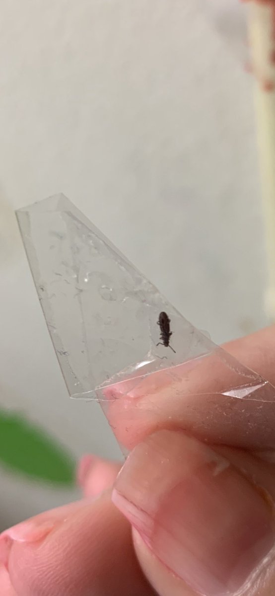 merhaylamlee's tweet photo. See how long and skinny they are? Well same bug, I stuffed the little shit into tape. It’s long and skinny. They don’t get any bigger than this. #bugs #bugidentify #whatbugisthis #annoying https://t.co/ekwldCkYqZ