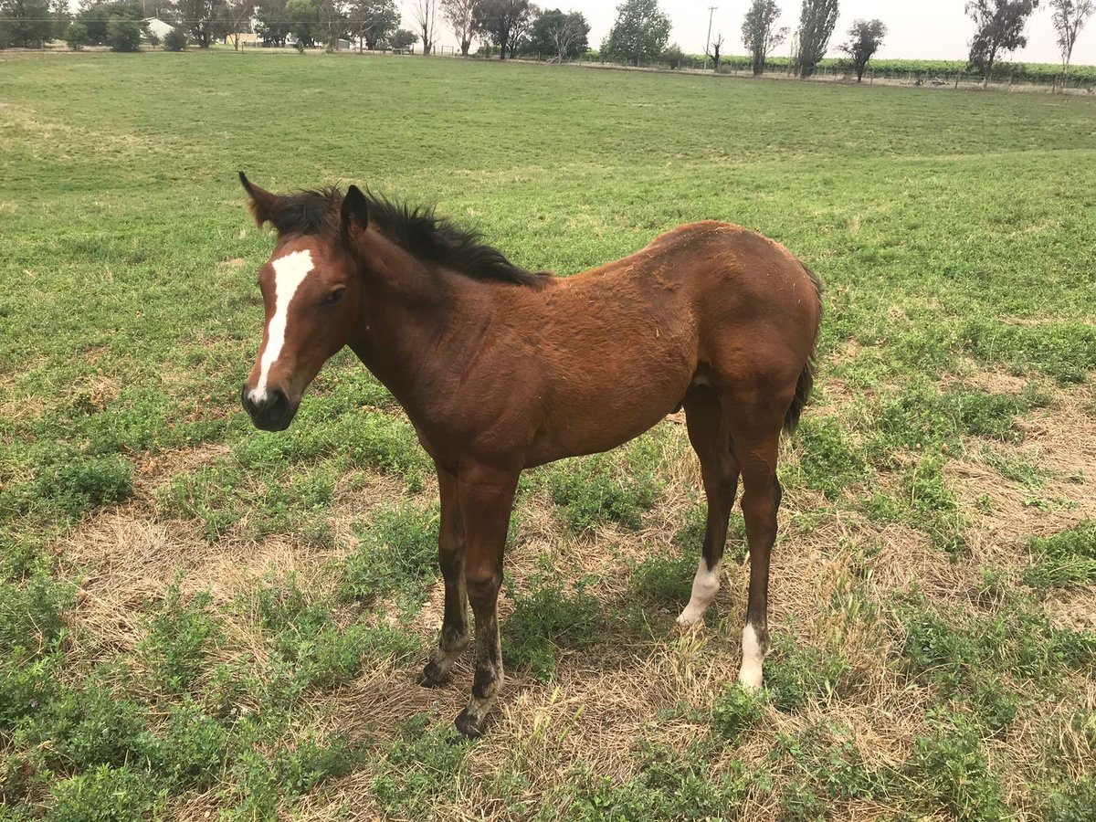 langbrosracing's tweet image. Here is Little Orphan Annie . Our YOUR SONG filly continues to go from strength to strength despite losing mum at birth ⁦@RedbankNorth⁩ #solidfoundationforsuccess
