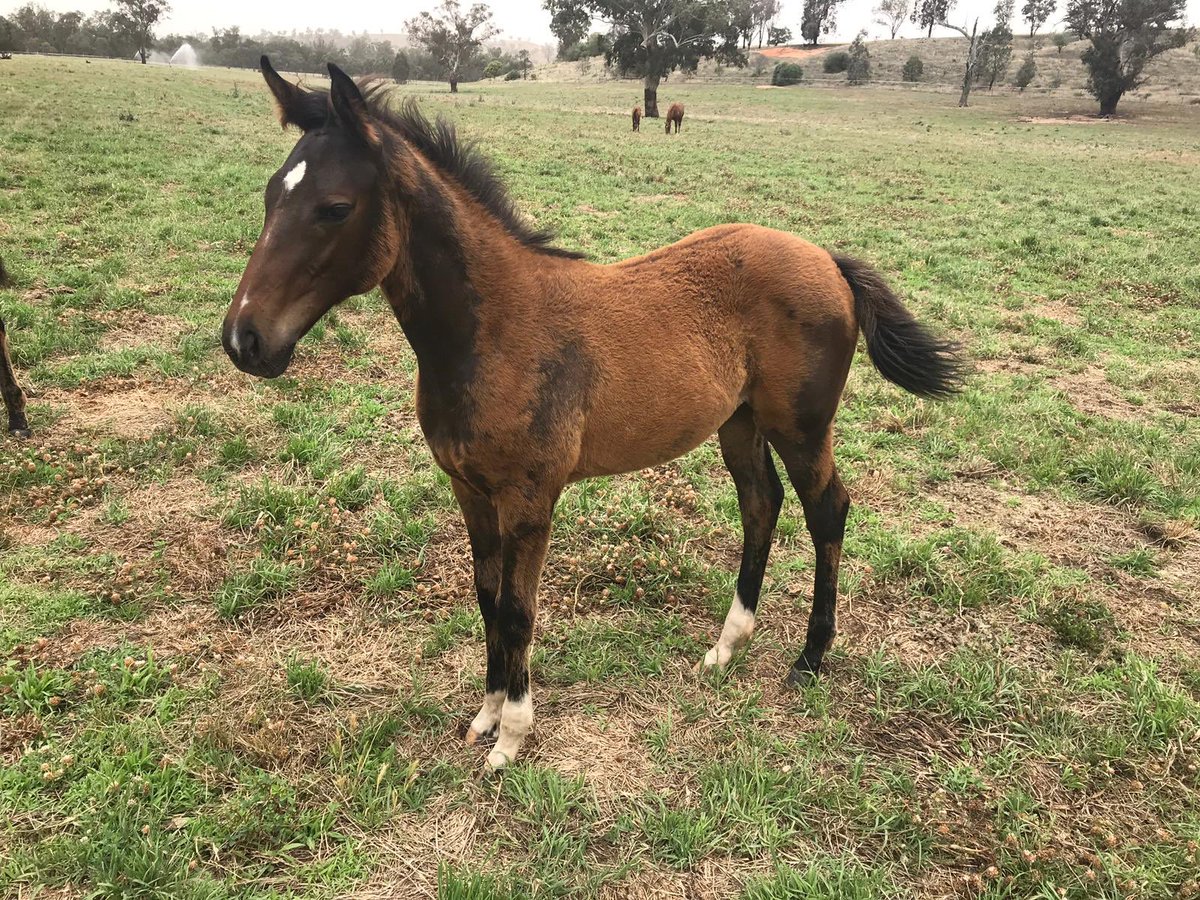 langbrosracing's tweet image. As the progeny of BRAZEN BEAU continue to light up the racetrack , our very own filly out of FASHION BLACK is thriving ⁦@RedbankNorth⁩ #solidfoundationforsuccess