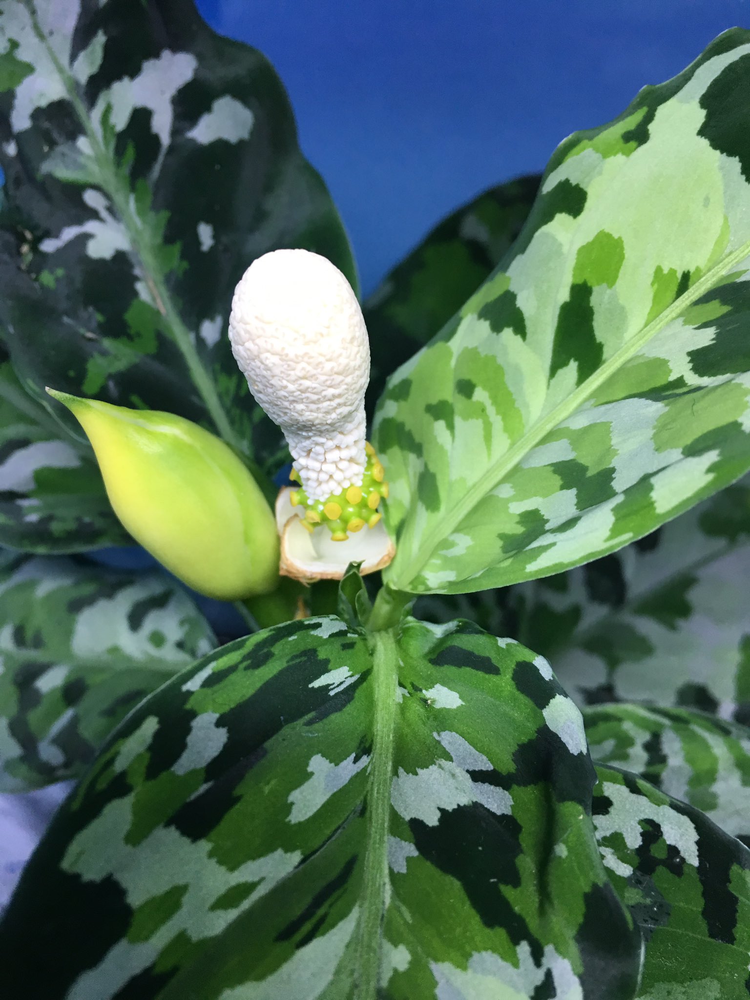 Mr ポポラス ナチュラさんにて購入したアンダマン 交配の練習がてら今回は摘まずに花を咲かせてみる 草の形は悪くなっちゃったけどね 黒い綿棒でサワサワしても花粉がつかない 花粉が出てこないのは何故だろう Mr ポポラス ナチュラさんにて購入したアンダマン 交配の練習がてら今回は摘まずに花を咲かせてみる 草の形は悪くなっちゃったけどね 黒い綿棒でサワサワしても花粉がつかない 花粉が出てこないのは何故だろう