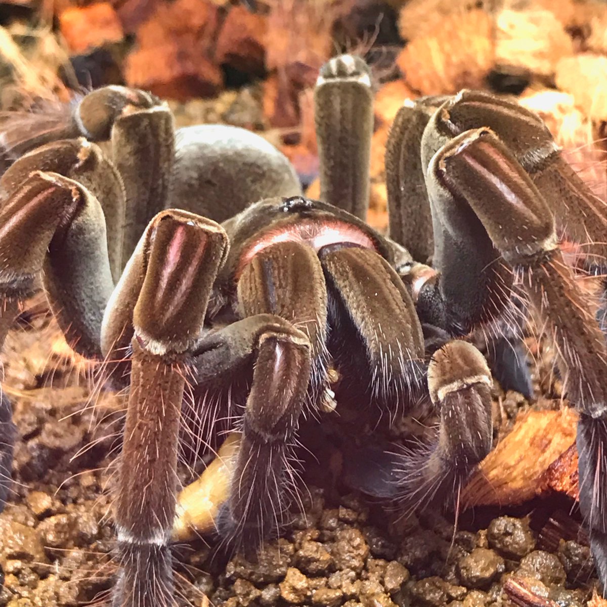 ナオ キング Ms ゴライアスに初めてピンセットでビッグミルワーム与えてみたんだが 食いつく迫力すげぇな びっくりした タランチュラ バーガンディゴライアスバードイーター 蜘蛛 クモ