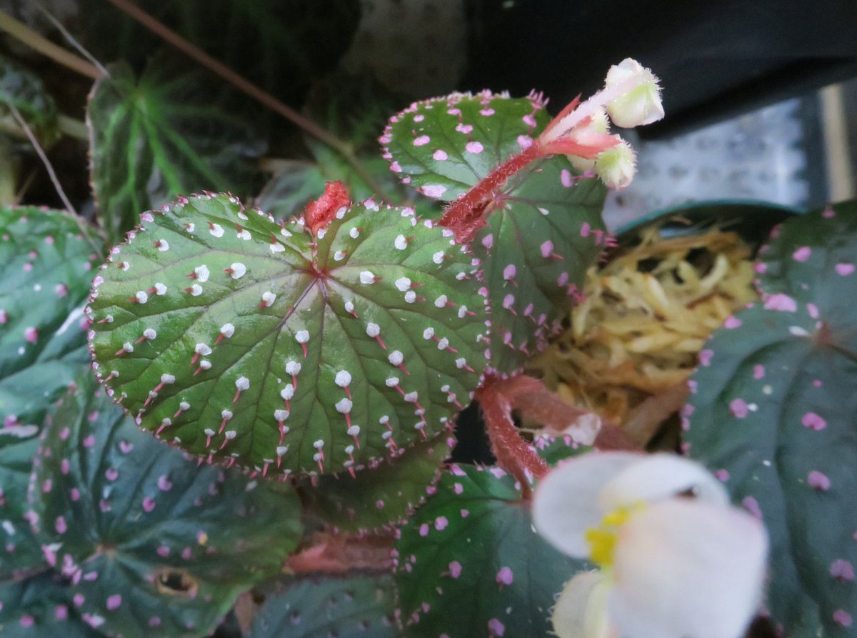 A K Y 69 בטוויטר まん丸い葉っぱにピンクの棘 可愛いベゴニアです 繁殖力も旺盛なようです 18年記載 Begonia Ocellata ベゴニア オケラータ 記載文献 T Co Ntke2yxjx9