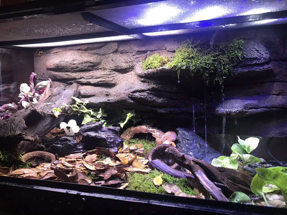 MacaroniDragons's tweet photo. New #dartfog #livingvivarium for my brother. Early #Christmas #present compleat with #silverpothos #livemoss #ivy #waterfall #monkeypods #leafliter and a bunch of hiding spots!!! https://t.co/l3VDTNummn