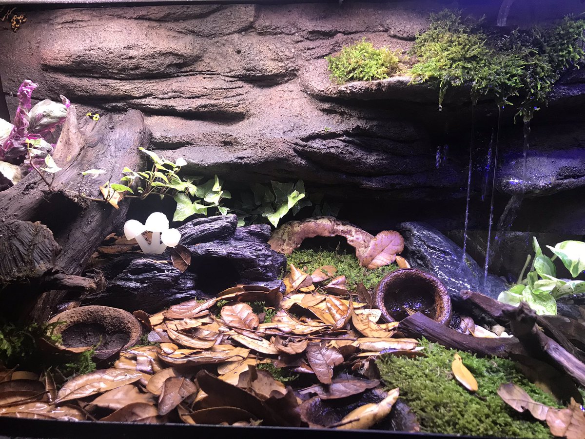 MacaroniDragons's tweet photo. New #dartfog #livingvivarium for my brother. Early #Christmas #present compleat with #silverpothos #livemoss #ivy #waterfall #monkeypods #leafliter and a bunch of hiding spots!!! https://t.co/l3VDTNummn