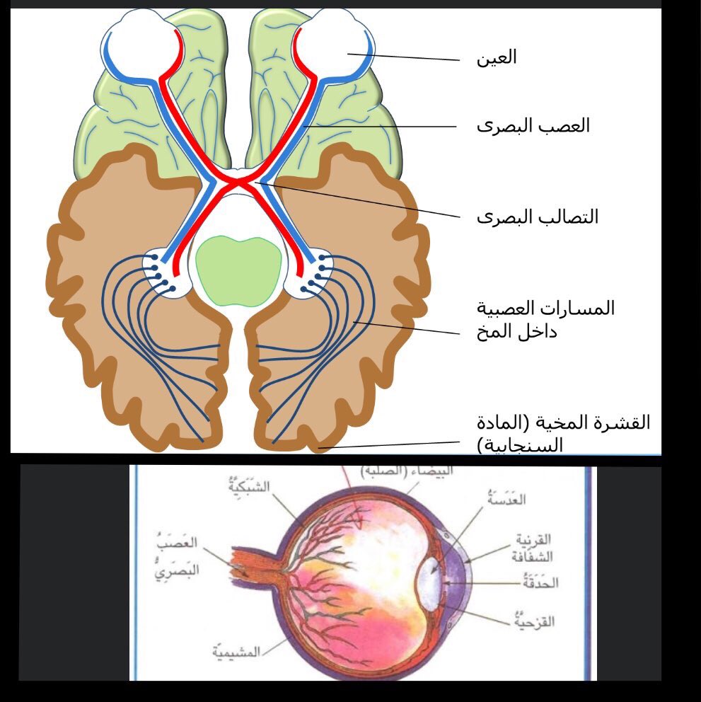 "ابن الهيثم" ..  الأب الروحي لعلم البصريات .. هو اول عالم يقول بأن الرؤية تحدث في الدماغ و شرح كيفية الابصار و اغلاط البصر في كتاب (المناظر) بين عام ١٠١١-١٠٢١م .. كما قام بتشريح العين و الجهاز العصبي بشكل دقيق مشابه جداً لما هو موجود في كتب العصر الحديث !

#صوت_الطبيب