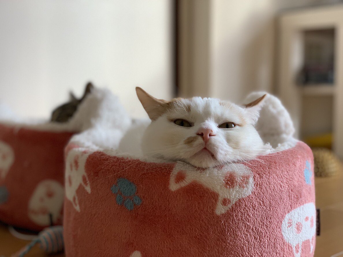 短足まんちかん