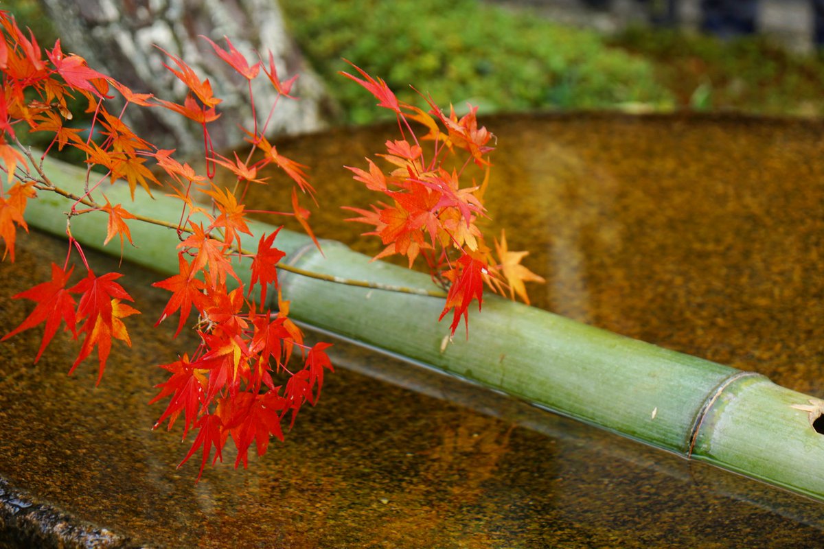 yt_innocent's tweet photo. 圓光寺の紅葉 🍁 Autumn Colors in Enkō-ji in Nov. 2018
.
#圓光寺 #円光寺 #Enkoji #Enkouji #Enkojitemple #Enkoujitemple #紅葉 #黄葉 #AutumnColor #AutumnColors #FallColor #FallColors #AutumnLeaves #FallLeaves #LeavesChanging #LeavesFalling #AutumnLeafColor #AutumnLeafColors https://t.co/RLGvxV4ZxS