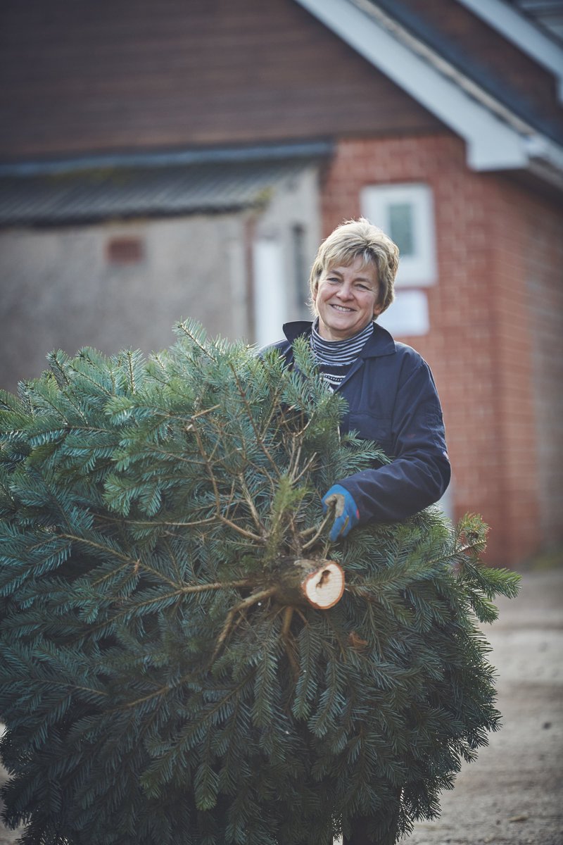 It's 10 days until Christmas! 🎄 Over the festive period, we're busy cutting trees to keep up with demand.