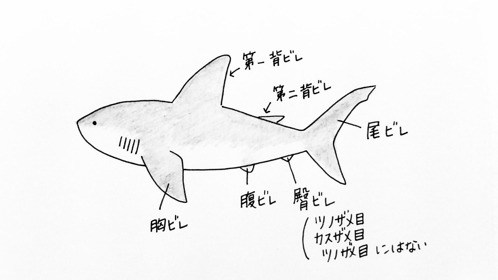 けいこっとん V Twitter こんばんは サメのヒレがいくつあるか というのがうろ覚えだったので そしてそのうろ覚えの状態がもやもやするので 本を見て描きました これで忘れないはず サメ イラスト Shark けいこっとん V Twitter こんばんは サメのヒレがいくつあるか というのがうろ覚えだったので そしてそのうろ覚えの状態がもやもやするので 本を見て描きました これで忘れないはず サメ イラスト Shark