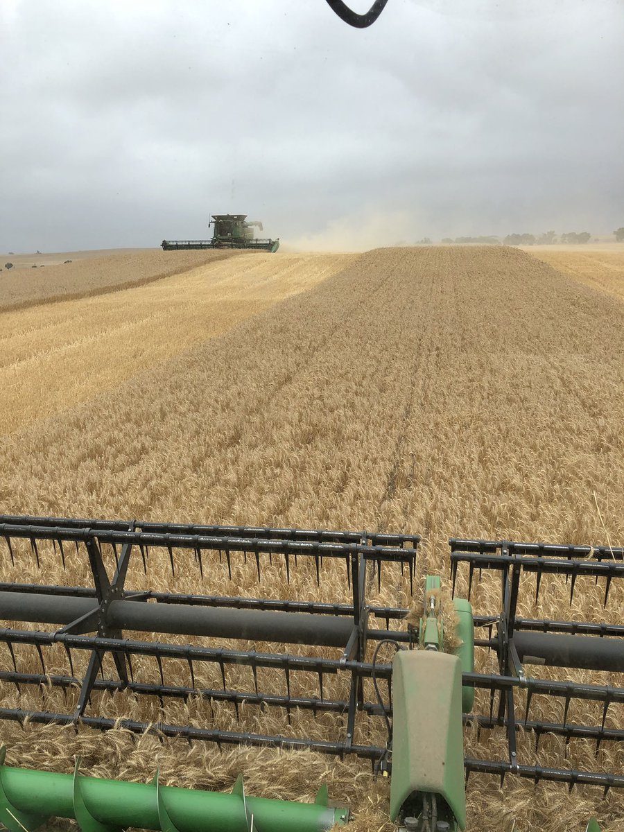 Racing the rain! One more hour of harvest 2018 to go. <a href="/clancy_michael1/">Clancy Michael</a> <a href="/Dan_Mic1/">Daniel Michael</a>