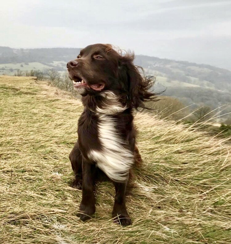 Want to know just how windy it is in Cheltenham right now? 

Alfie is demonstrating here........