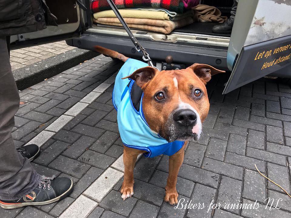 Oproep.
Nog maar weer een oproepje, bent u dakloos met een hond of weet u een dakloze met een hond, laat het ons weten, we voorzien de hond graag van een warme jas en wat lekkers. 
Actie: hondenjas van de Bikers for Animals.

Retweet wordt op prijs gesteld.