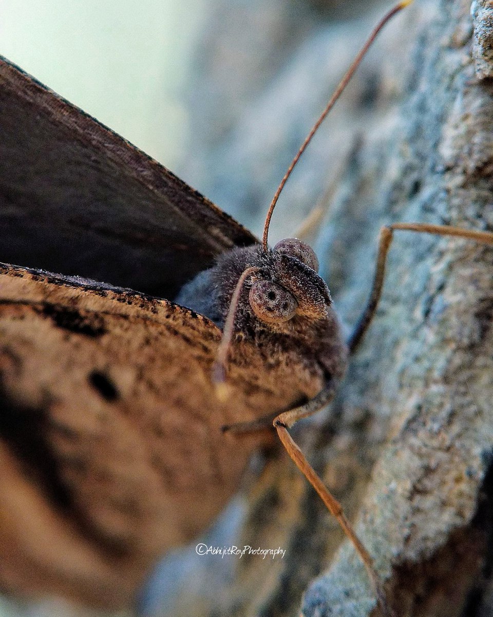 aroycrony's tweet photo. The erebid moth Ascalapha odorata, commonly known as the black witch moth.
#mobilephotography #seek2click #Xiaomi #MiA1 #IndoProsumer https://t.co/qPnpTu6V9r