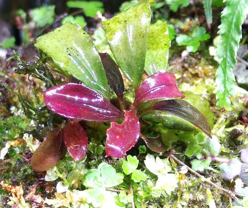 ココリ コ リドラス Pfkpx8hpzanw1az ブセファランドラはあんまり特徴のない普通の緑水上葉の株からすごい水中葉出たりするからまじ面白いです あとわりとsp 名前はあてにならないです T Co Lr1nfwk4xt Twitter