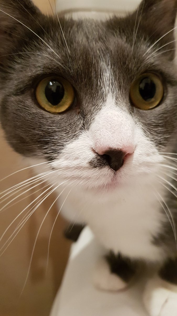 Wntd Bonjour Je Suis Un Chat Beaucoup Trop Style