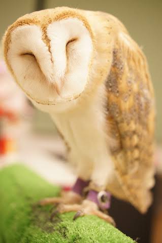 ptClpt's tweet photo. 前ブログに載ってたＹの顔のあゆみんと小田ちゃんが、ふくろうっぽくてかわいいって思ってたんだけど
写真並べたらわりと本当にふくろうで、めっちゃかわいい🐦💙💜 https://t.co/RH5jjAXl50