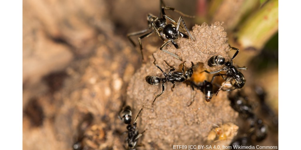Termites Meaning In Telugu - Termites Info