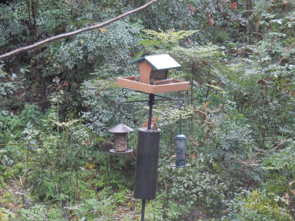 Jeff Vandermeer On Twitter 8 Birdseed Stations In Yard W