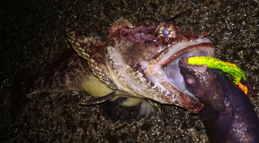 カジカの特徴 見分け方 写真から探せる魚図鑑