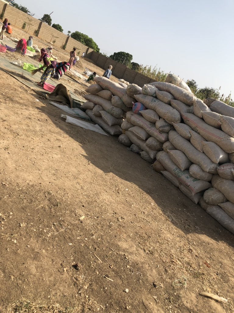 sadiqdankabira's tweet photo. Hello twitter fam, My name is Sadeeq i am an exporter of agricultural products like Ginger.currently i have 20,000 metric tones of ginger, gradeA, American quality. i need buyers preferably from Europe,America and Middle east. God bless you as you retweet. This is my hustle 🙏🏿 https://t.co/8sVuX2rfvd