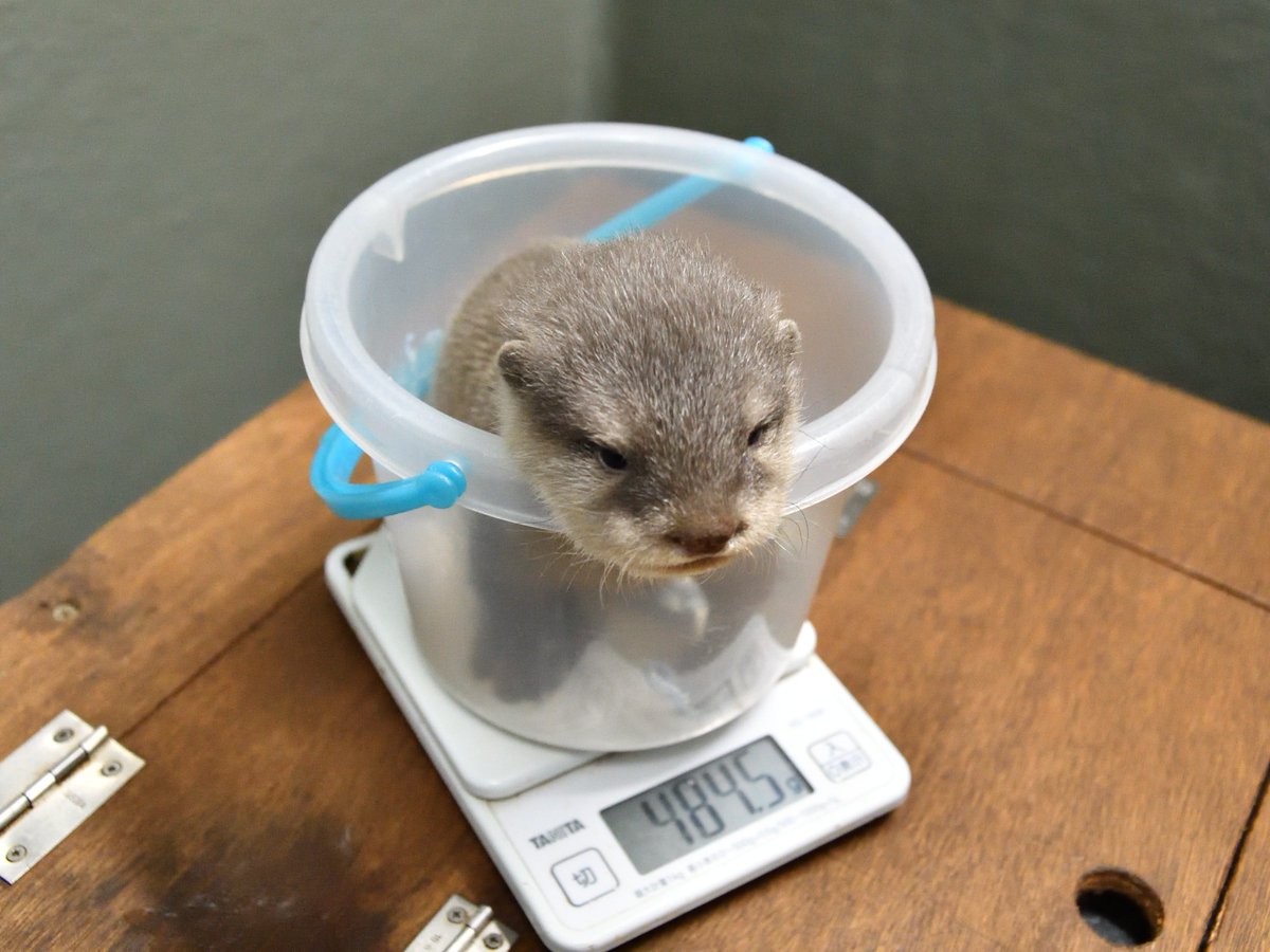 Sunshine_Aqua's tweet photo. 10月30日生まれ、＃コツメカワウソ「＃マハロ」の仔の近況です。
目も開き、立派な仔カワウソに成長しています。
12日の時点で体重が484ｇ！
だいぶ活発になっていますが、まだまだ自分からは寝小屋から出てきません。
皆様の前に姿を見せるのはもう少し先かも。
＃赤ちゃん　＃サンシャイン水族館 https://t.co/MTOx26IqEP