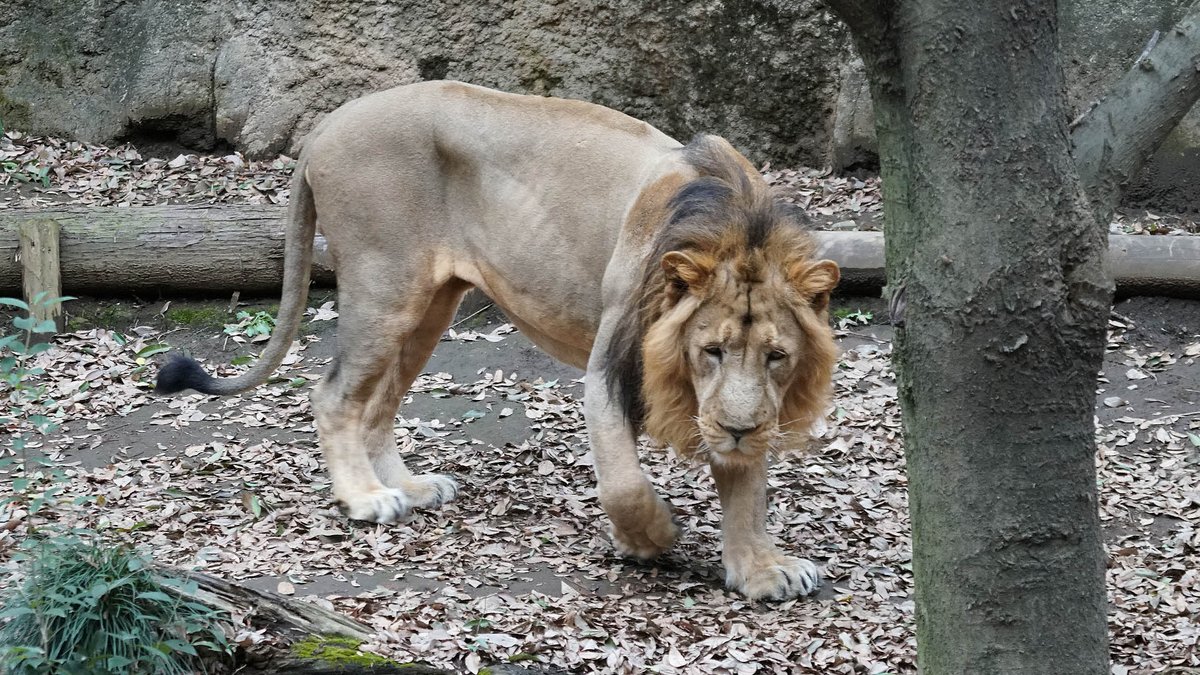 Twitter 上的 トラなお 困り顔のライオン ズーラシア Zoorasia インドライオン Asiaticlion T Co Rtxy9fgswu Twitter