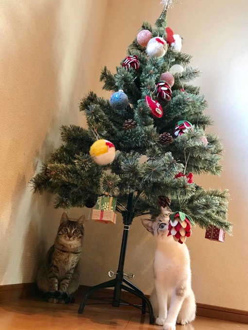 猫さんのいるお家でクリスマスツリーを飾ったら虎視眈々と狙われて