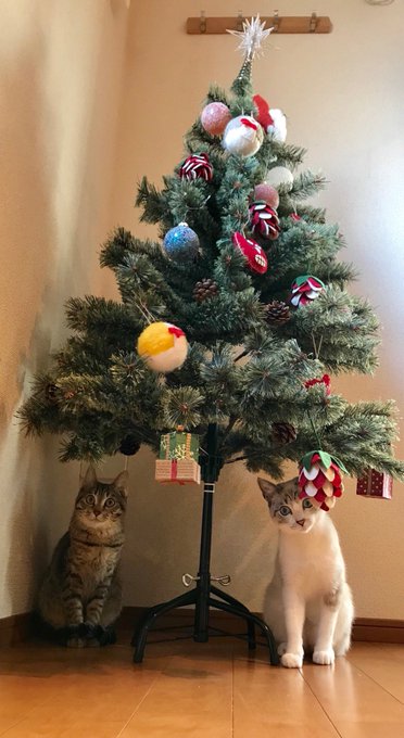 猫さんのいるお家でクリスマスツリーを飾ったら虎視眈々と狙われて