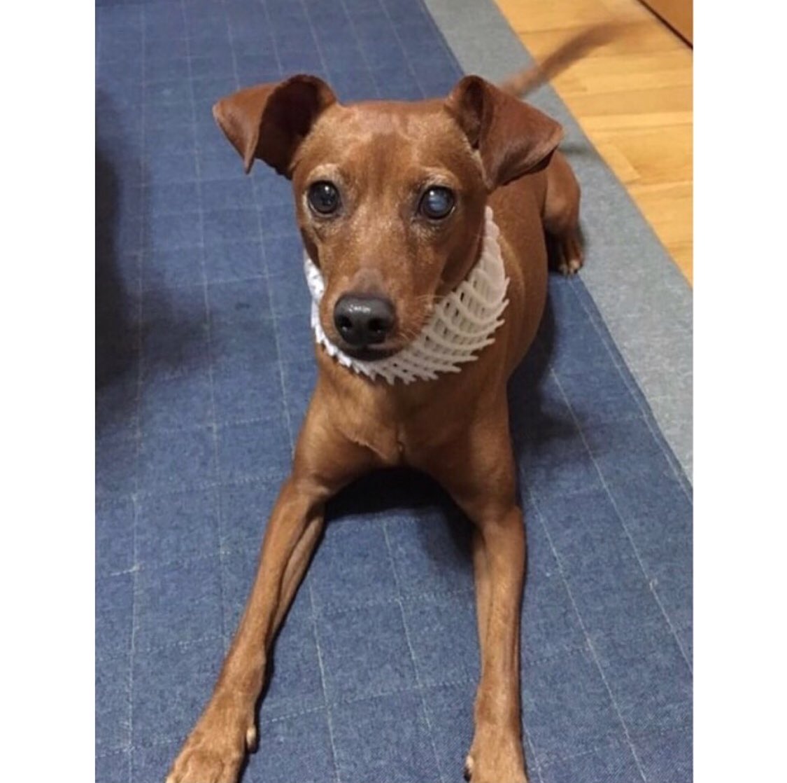 卓越 ミニチュアピンシャー ミニピン ステッカー カッティングステッカー 顔 断耳 タレ耳 円形文字 Menara Tanahdatar Go Id