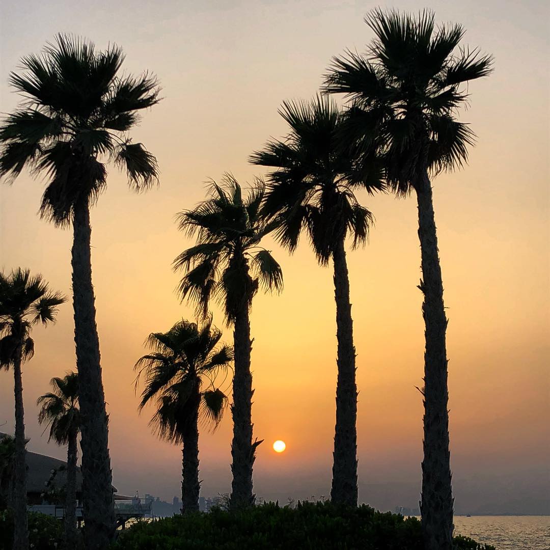 AlwadiHotelDoha's tweet photo. Sunsets in #Doha are simply magical! ✨

Thanks to @ritzon26 for capturing this wonderful moment! 📸

#AlwadiHotelDoha #OpeningSoon #BeautifulDoha #VisitDoha #Sunset #BananaIsland #Travel #BeautifulDestination https://t.co/Ntt9eHamxs