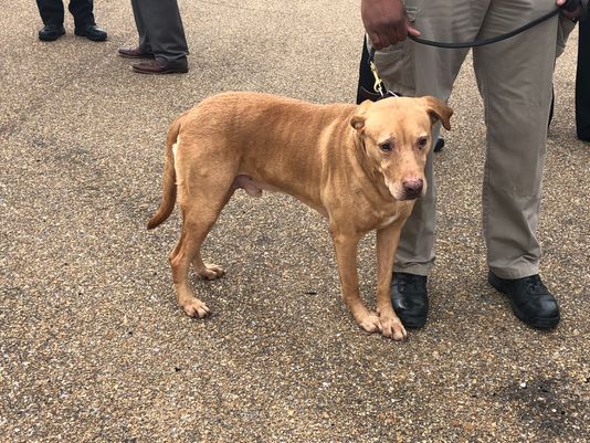 WGNNews's tweet image. Cop dumps retired K-9 at animal shelter, is demoted to patrol duty bit.ly/2QwZcFP