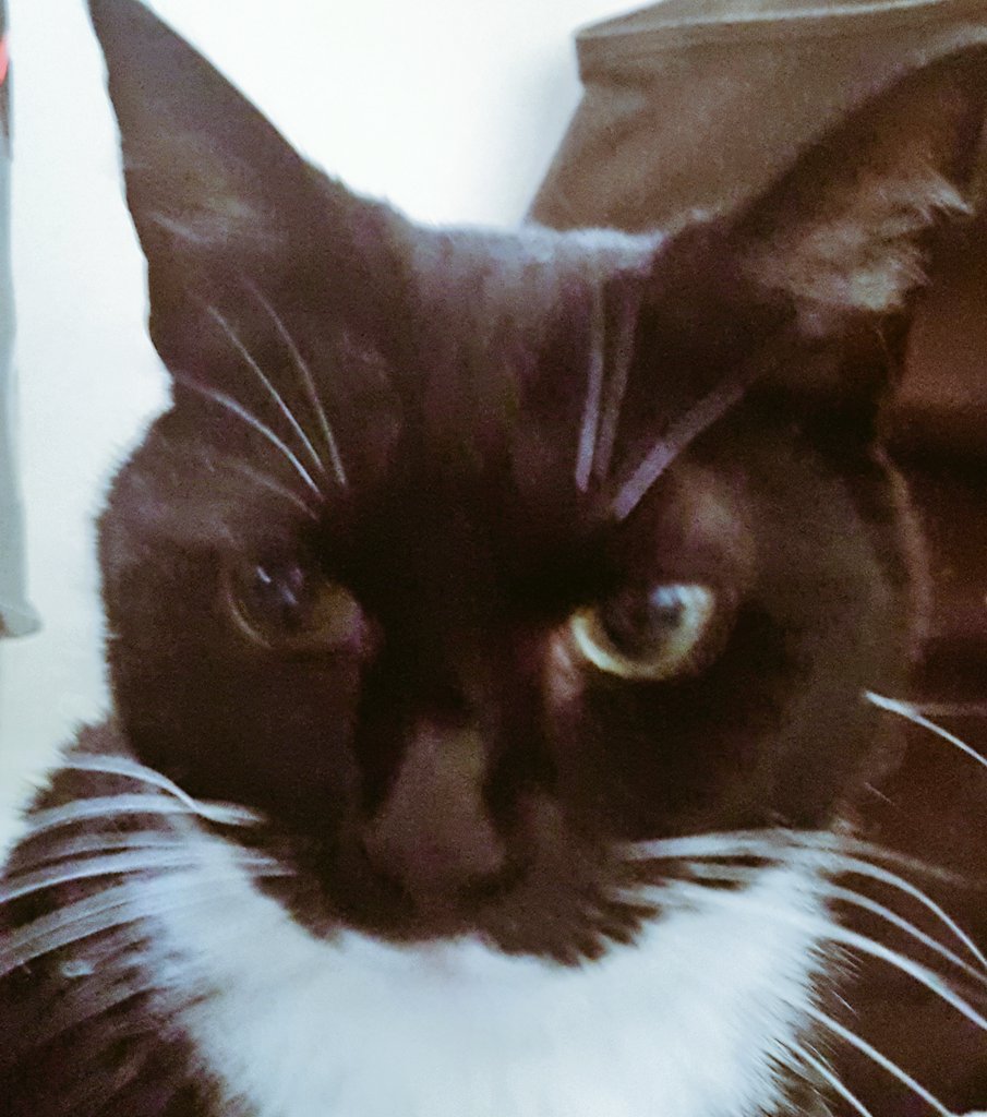 GoddessKlaus's tweet photo. I STILL haven't been given a tree to play with! As you can see from my photo, the situation has gone far beyond amusing. Now, I just find it distressing. #CatsOfTwitter #NotFestive #NoChristmasHere https://t.co/eViKWnFMfy