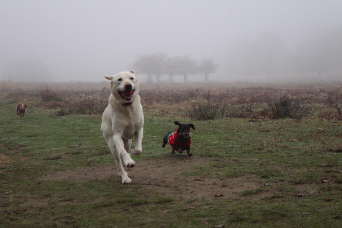 Thank you all so much for your lovely words about our dear Bunsen. We'll never forget him. X