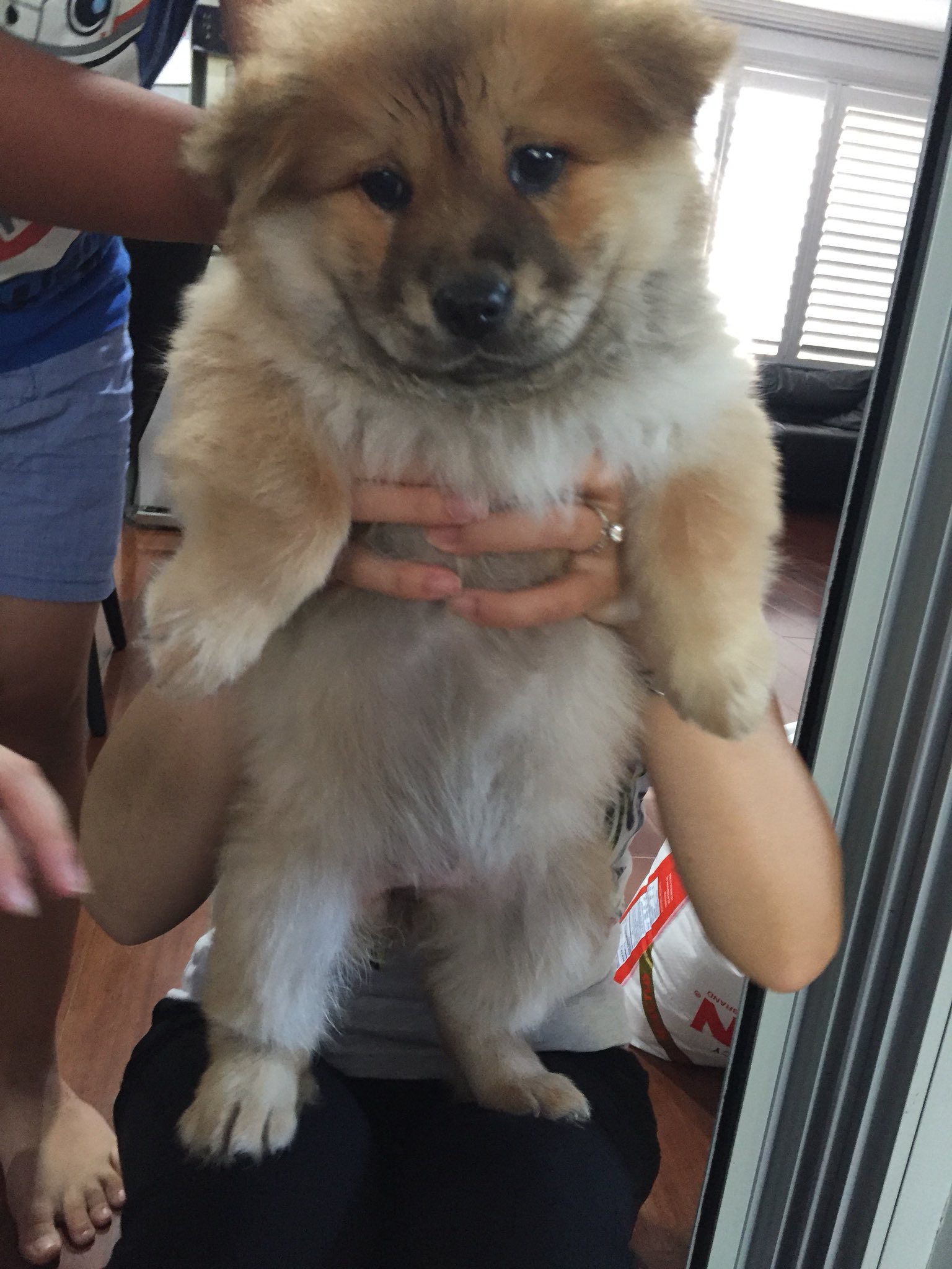 Quynh Le Finally Able To Meet My Workmate S Little Pup Btw It S Chow Chow X Japanese Spitz Quynh Le Finally Able To Meet My Workmate S Little Pup Btw It S Chow Chow X Japanese Spitz