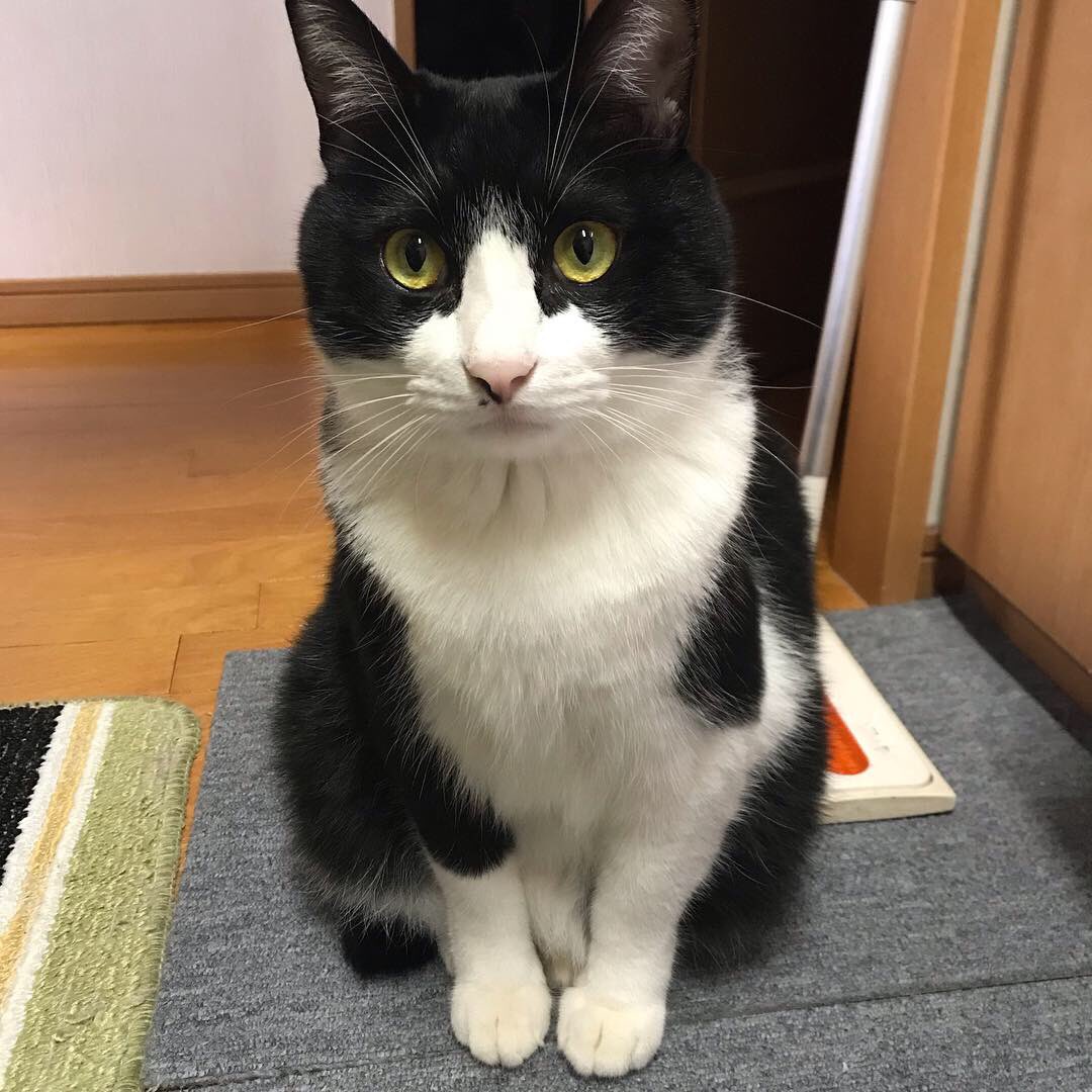 上回る 債務 レタス ハチワレ の 猫 かわいい Ciaranoflynn Net 上回る 債務 レタス ハチワレ の 猫 かわいい Ciaranoflynn Net