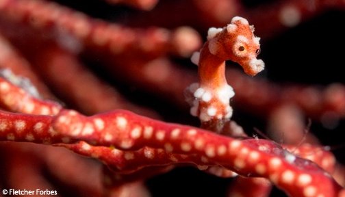 Ocean Conservancy tweet media