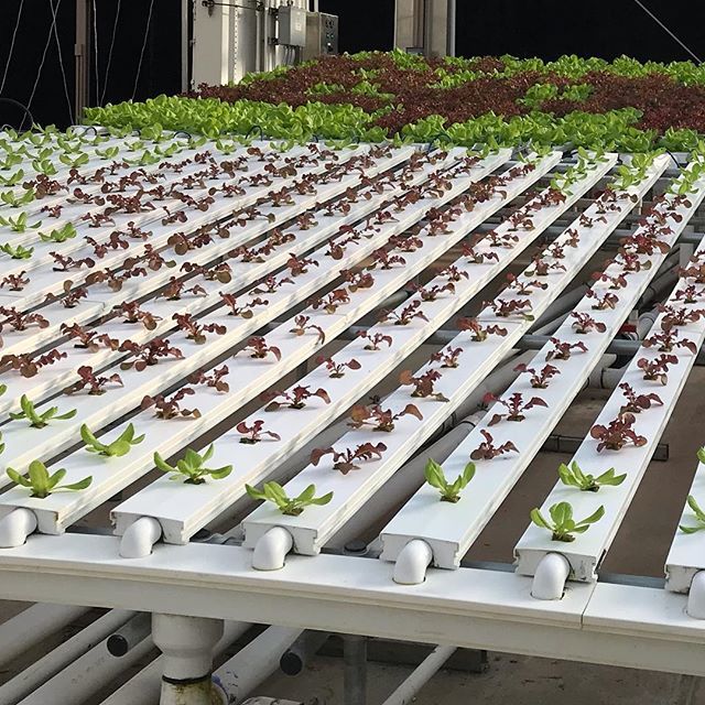 #nft #hydroponics #greenhouse #lettuce ift.tt/2UTvABk