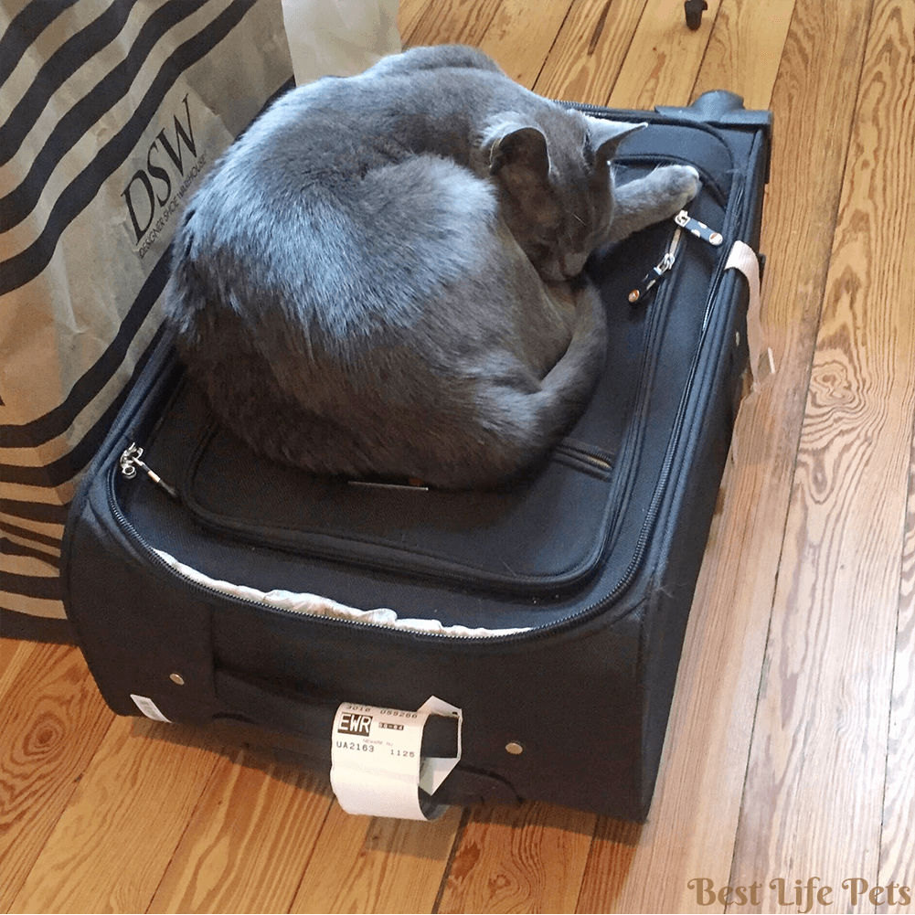 BestLife_Pets's tweet photo. Sorry, mom, you're not going anywhere! #catmom #greycat #greycatsoftwitter #catsoftwitter #happycat #catparent #catlady #catlover #catdad https://t.co/ZGXZvr0QwH