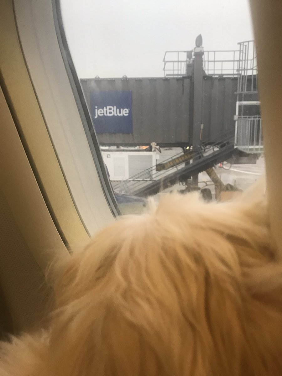 mishb14's tweet photo. Thank you @JetBlue for coming to the rescue!! @spiritairlines can kiss my jet fuel!! ✈️🐶🙋🏻‍♀️ #lovejetblue #jetblue #spiritairlinesucks #ihatespiritairlines #pettravel #loulouthemaltipoo #floridaorbust https://t.co/ISJx2DC0gQ