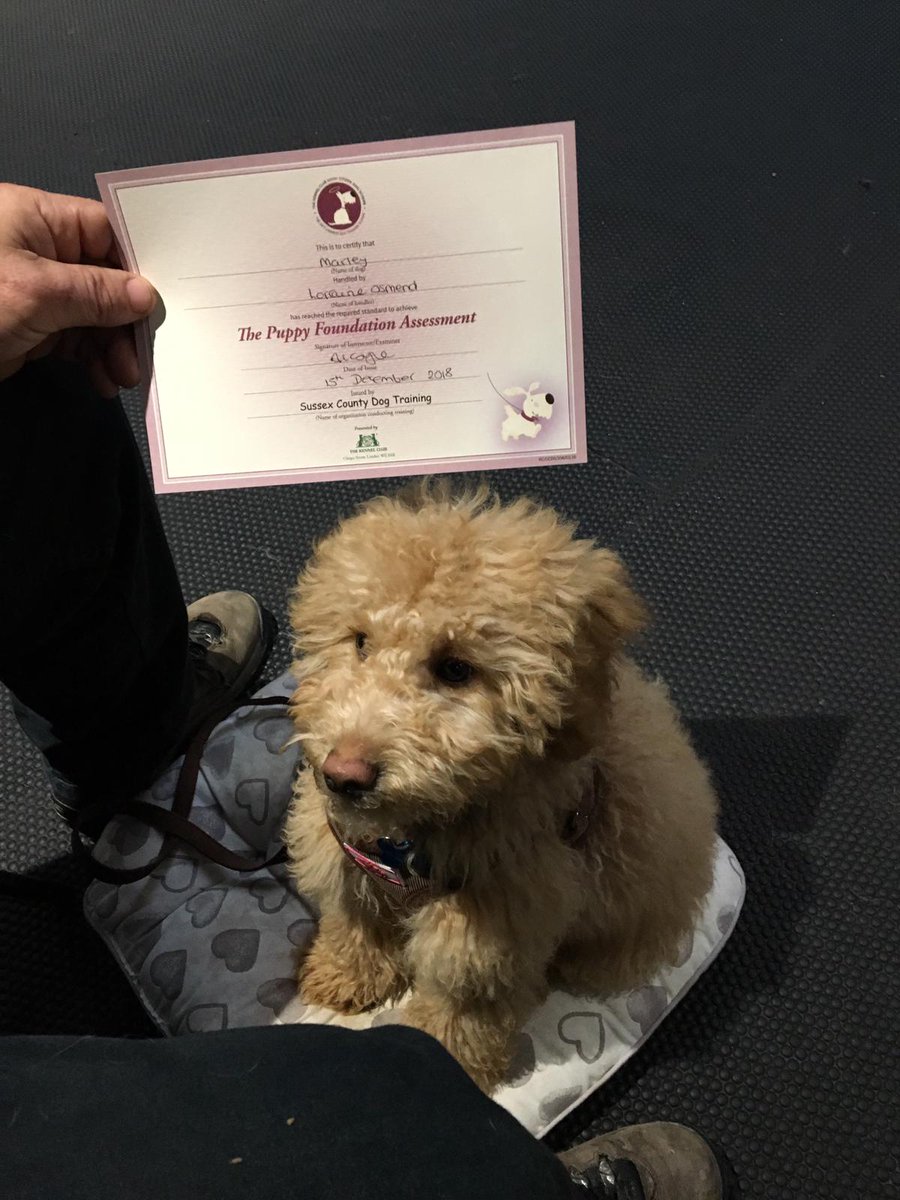MarleySchoolDog's tweet image. Look what I have got. I graduated from puppy school. I have worked very hard just like all my kiddie friends @sidleshamschool #alwayslearning #goingforgoals #cleverandcute #schooldogsaregreat