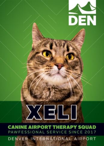 DENAirport's tweet photo. CATS are here today! Kiowa and Murphy will be on concourse A 930-1130am, Shogun will be on concourse B 10am-12pm, Envy will be on concourse B 630am-8:30am, Jedidiah will be on concourse C 630-830am and Xeli our only feline will be on concourse C 3-5pm! We hope you see them! https://t.co/f2AUIjBC6B