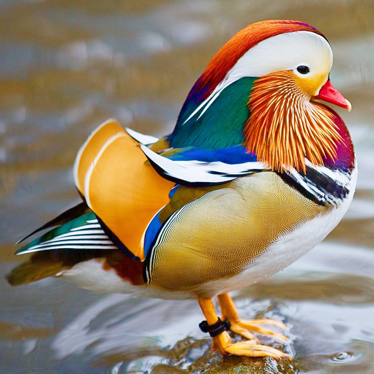 DavidGoodmanPix's tweet photo. The Central Park Mandarin Duck - 12/12/18, 1:43 PM
.
Ran into this local celebrity this week! π¦π¦π¦
.
#MandarinDuck #CentralPark #HotDuck #DandyBird #DandyMandy #ColorfulDuck #ParkPhotography #Birds #Ducks #ColorfulNature #Color #RainbowDuck #Rainbow #NYC #what_i_saw_in_nyc https://t.co/b9arHtfRsz