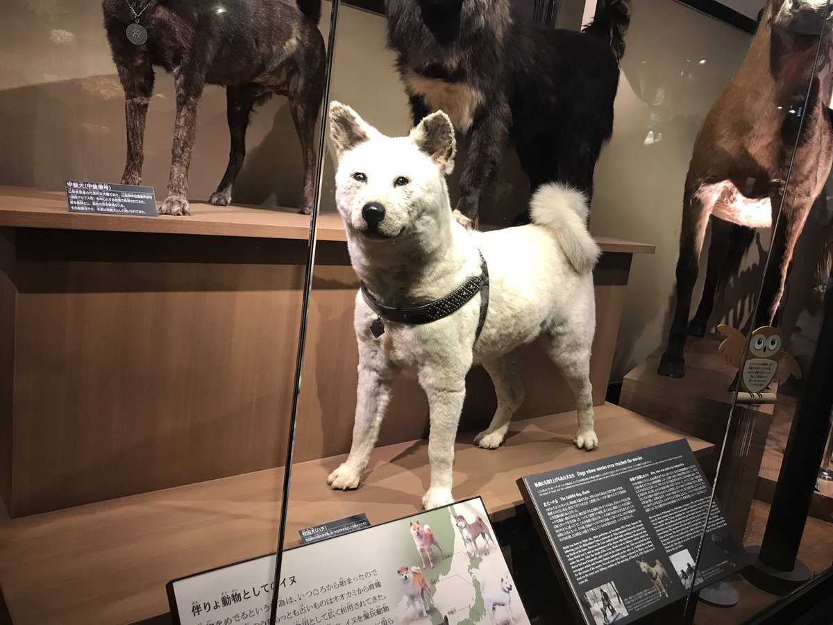 Daolily's tweet photo. Visited National Museum: Japanese people have cultivated a high level of sensitive and a rich view of nature because they try to live in harmony with nature in a rich nature environment, they even put seasons in their dishes. Met the legend - Hachi for real!!! #UonLawJapan https://t.co/kYSnYpMVJq