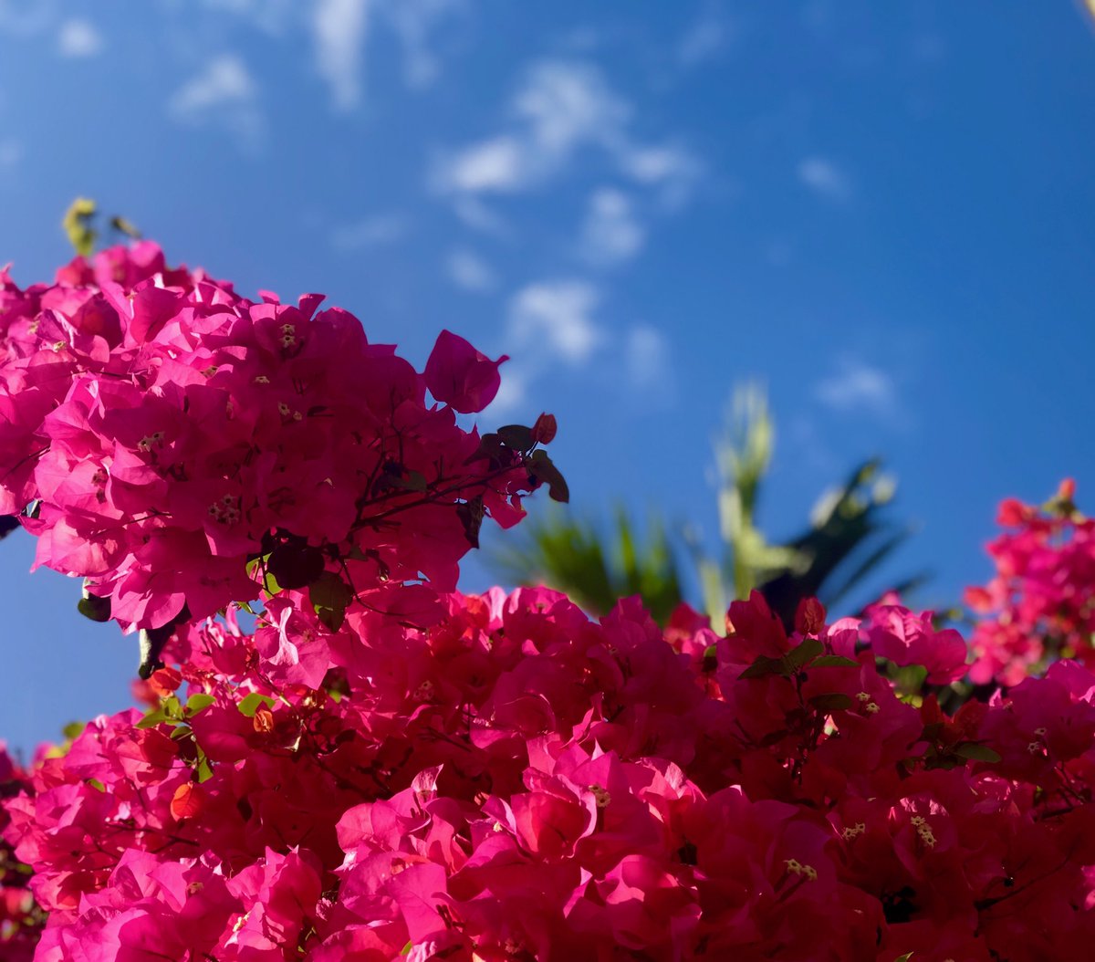 goodlotz's tweet image. #LovelyStart #SaturdayMorning #Weather #SouthFlorida #BrightBlue #Sky