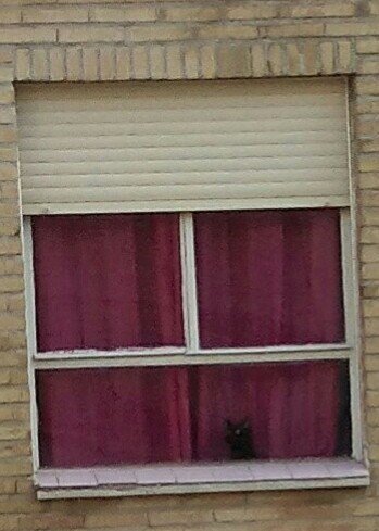 Josep_CL's tweet image. Miau