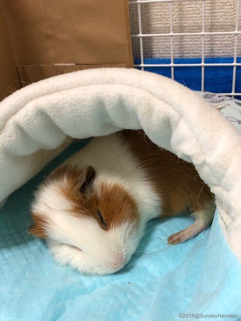 SundayHamster's tweet photo. I’m doing pretty good🐷 #GuineaPig #モルモット https://t.co/9Z631MWjsN