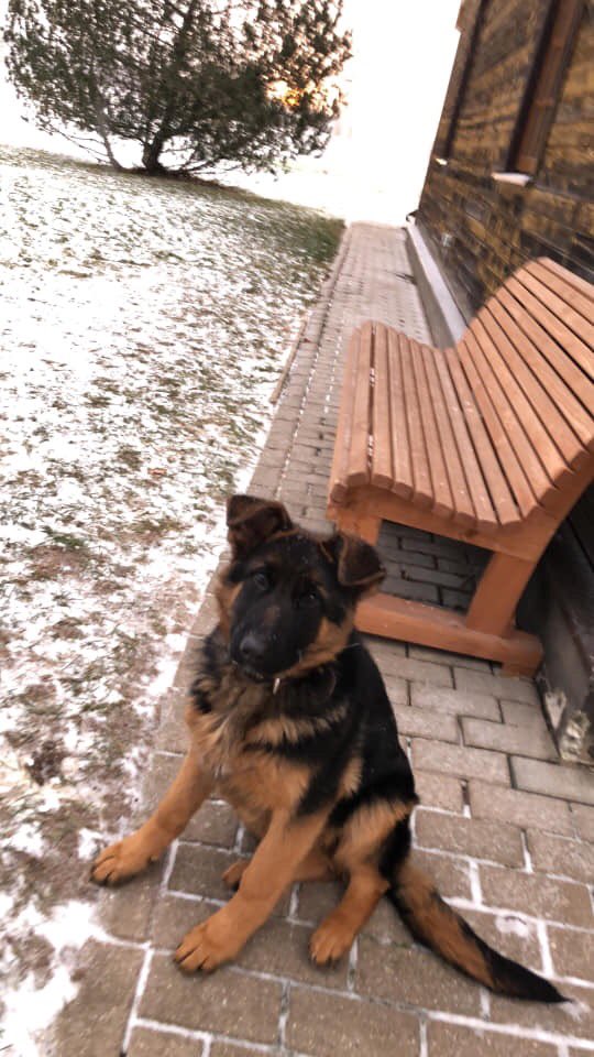 @burtniekunovads  Matīši, Vilzēni, Vecates apkārtne -PAZUDIS❗️❗️❗️ vācu aitu šķirnes suns. Kucēns. Čipēts, ar brūnu siksnu ap kaklu. Atsaucas uz vārdu Riko! Mans nr. 27846436